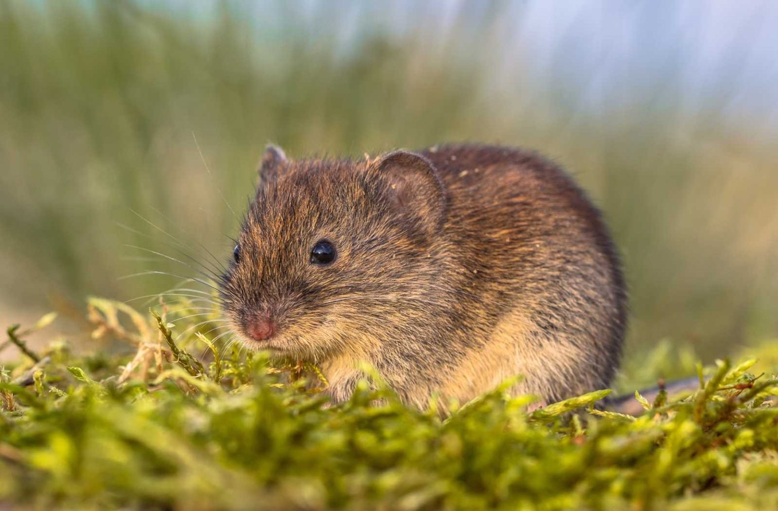 Closeup of a mouse in a field